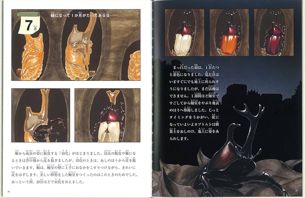 たくさんのふしぎ　キンダーブックしぜん　カブトムシの幼虫と成虫　カブトムシの音 たくさんのふしぎ キンダーブックしぜん カブトムシの幼虫と成虫